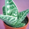 Aloe variegata.-